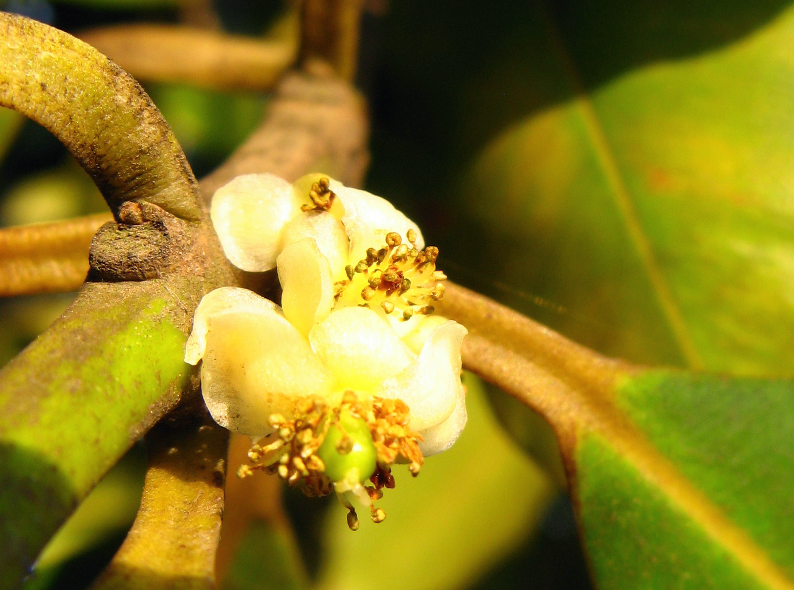 the flowers are on the nch of a tree