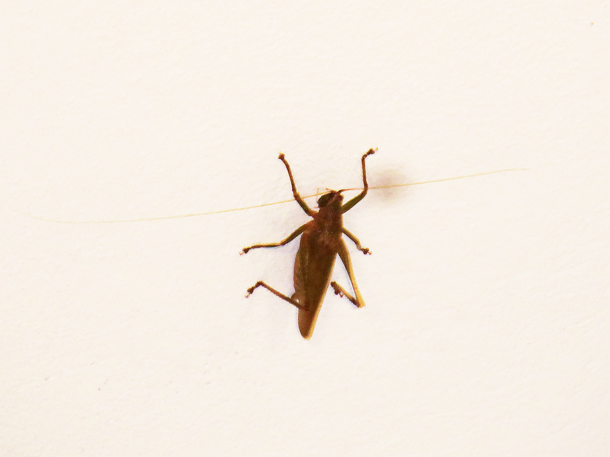 a brown grasshopper bug crawling across white wall