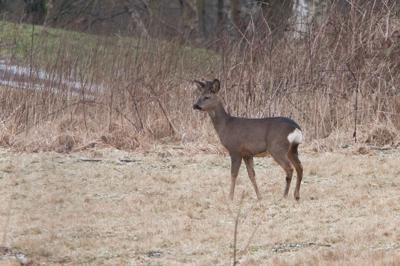 a large adult deer stands alone in the grass
