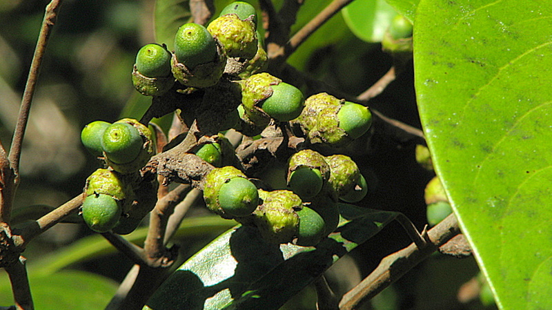 a group of flowers that are on a tree