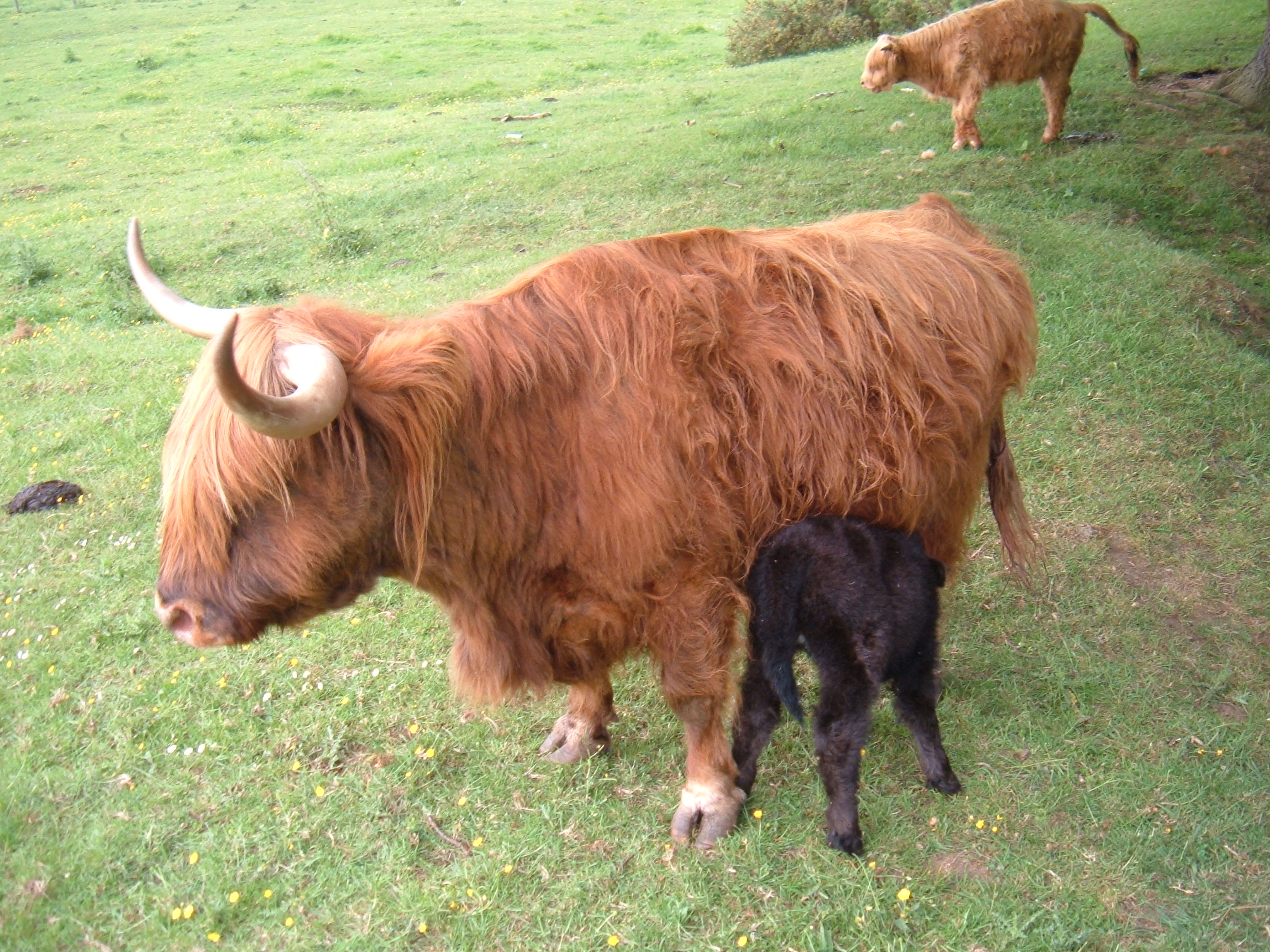 two large animals with long horns and little black sheep