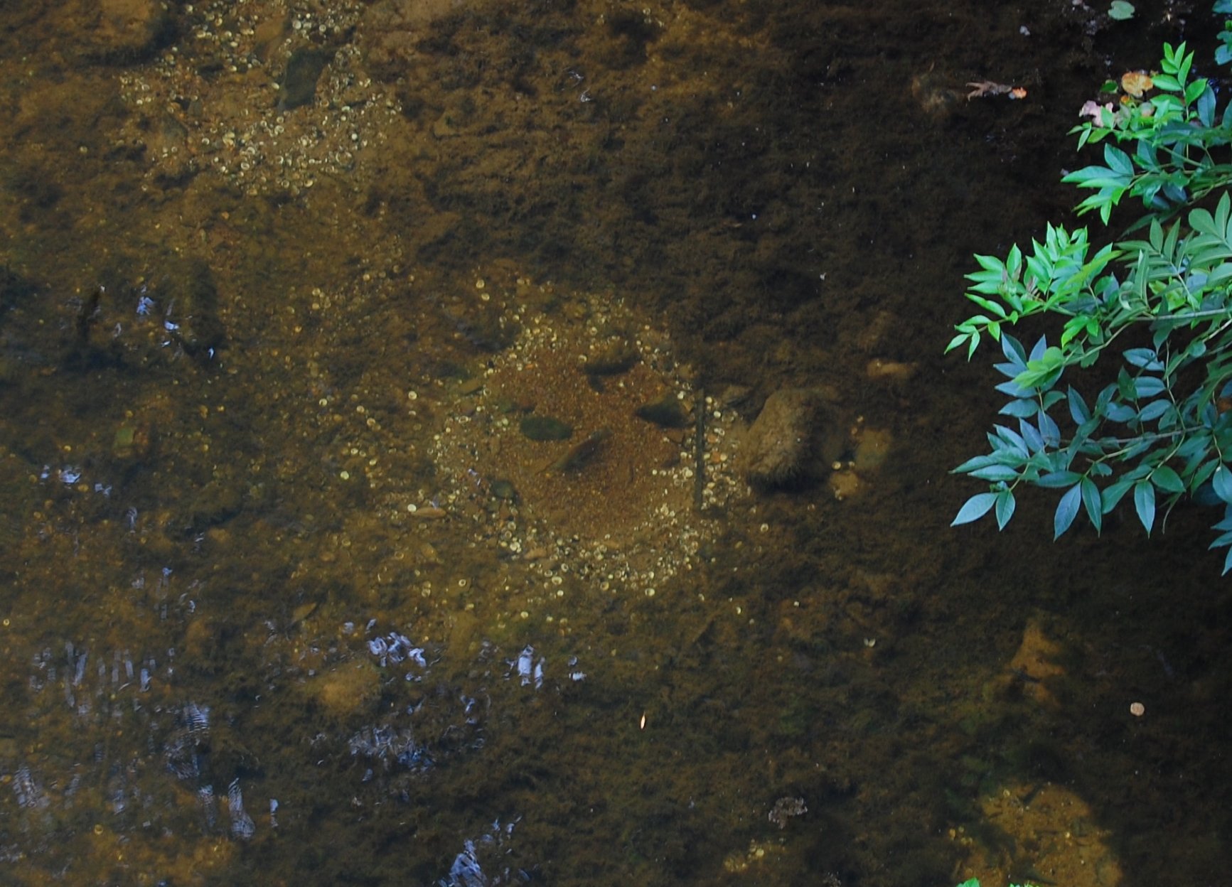 trees and mosss are growing near water