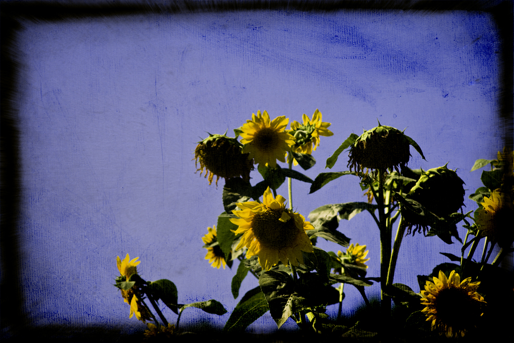 some sunflowers against the backdrop of a dark blue background