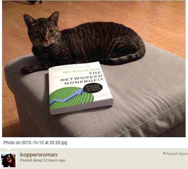 a cat laying on top of a couch with a book