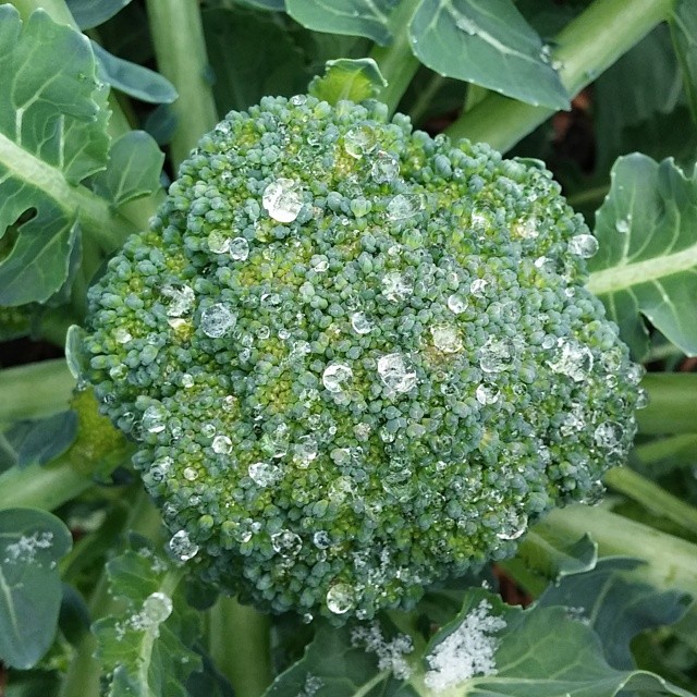 a close up of a broccoli with water drops on it