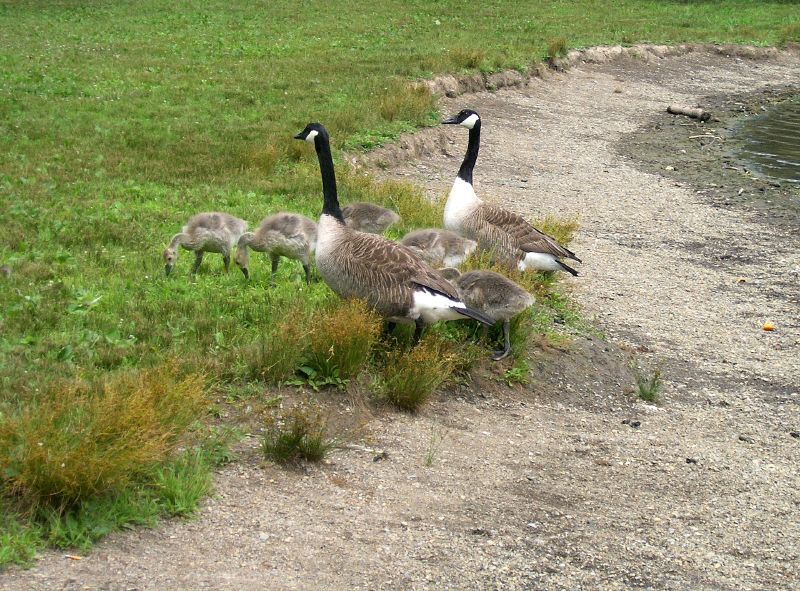 three geese and two babies walk down a path beside a stream