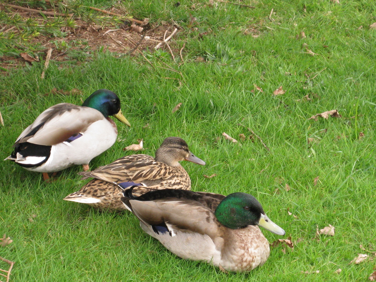 three ducks standing on the grass in a field