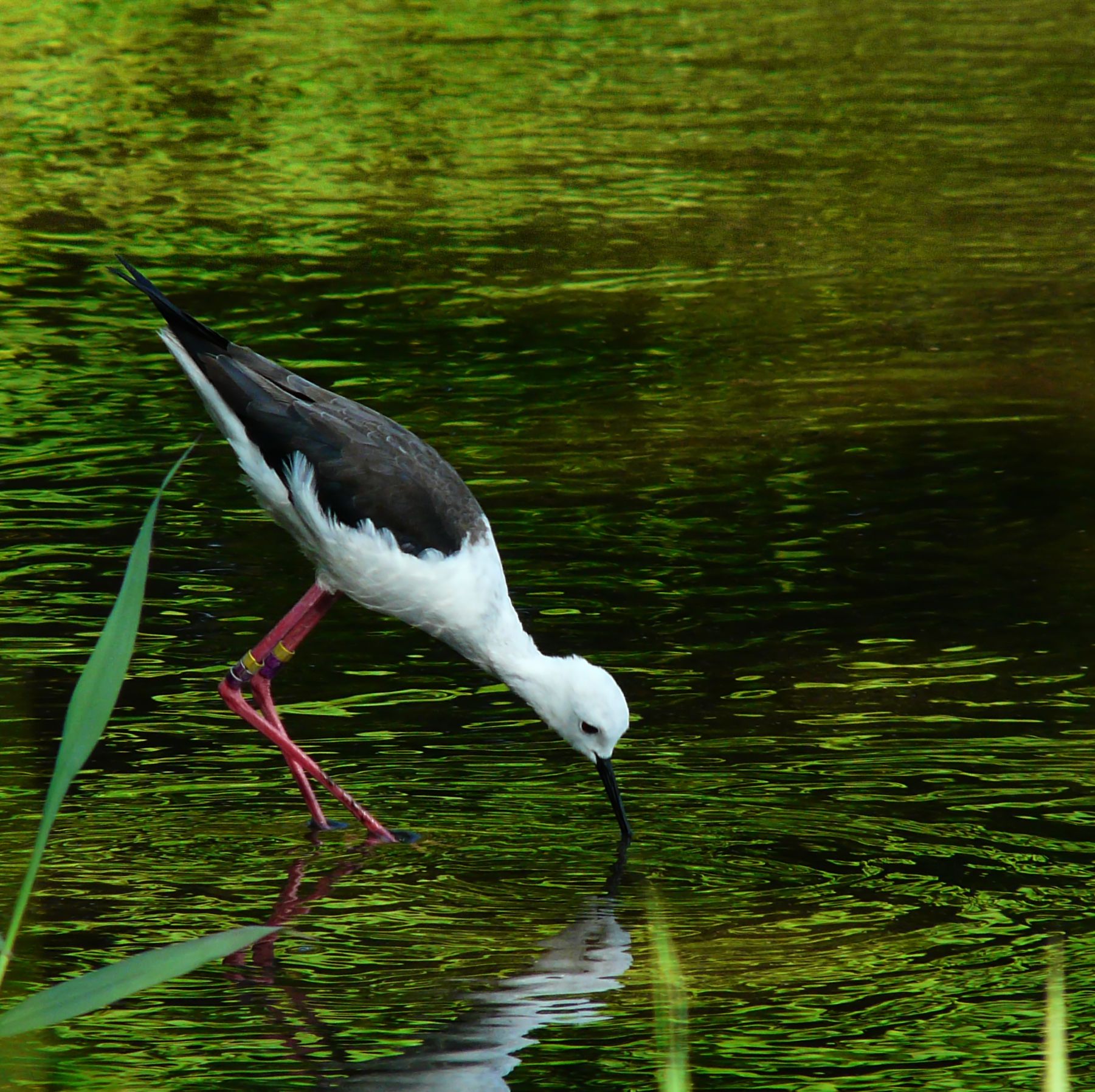 a stork walking in a pond picking food