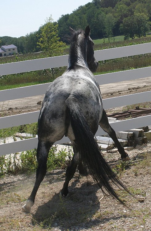 a horse is running on some grass near a fence