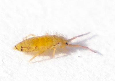 an image of a yellow insect that is on the white snow