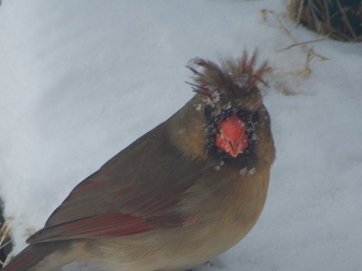 a cardinal bird with a red beak and orange eyes sitting in the snow