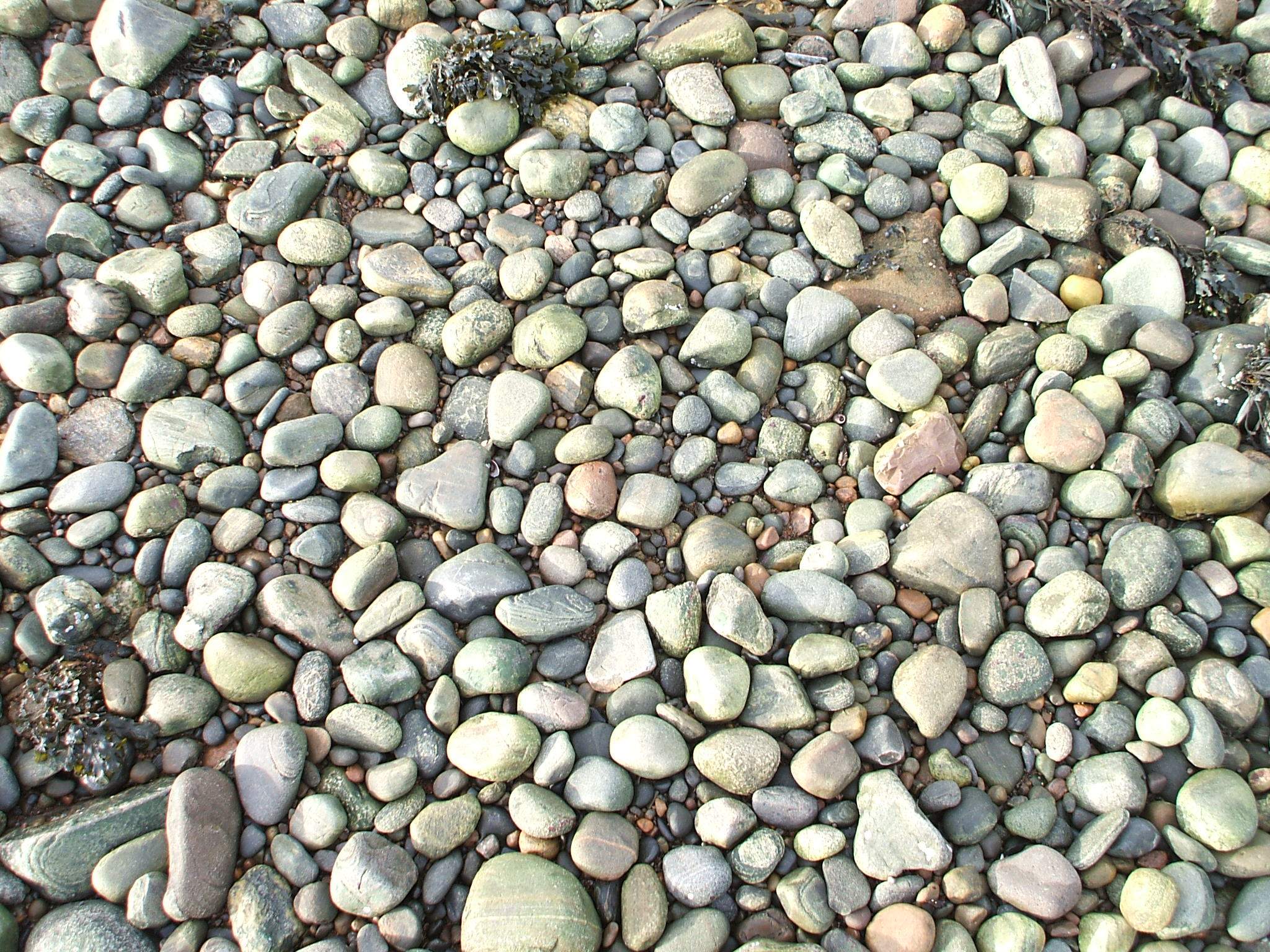 rocks and plants in the dirt next to water