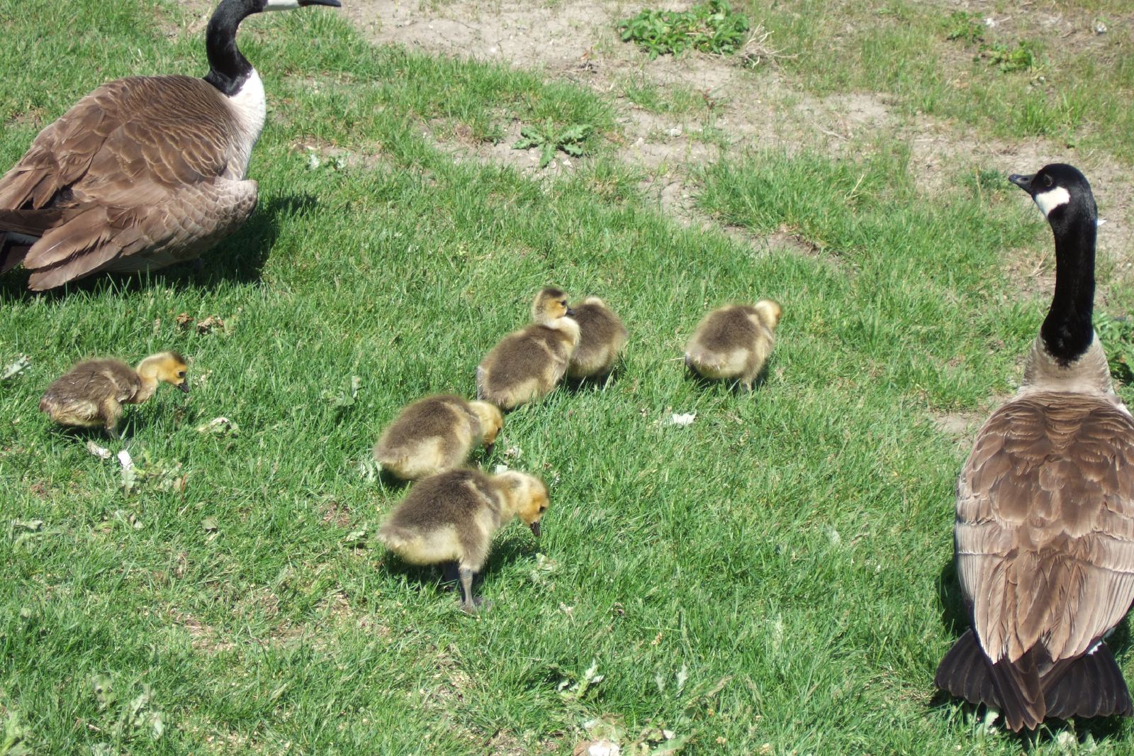 five baby geese and two adult ducks by the grass