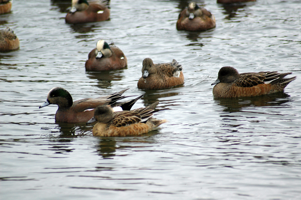 ducks are swimming in the lake surrounded by other ducks