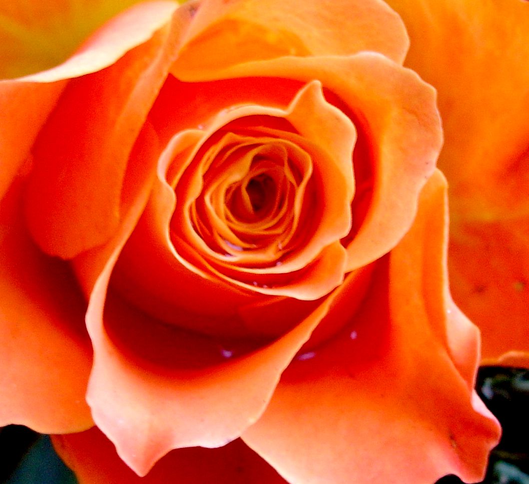 an orange rose blooming in a vase