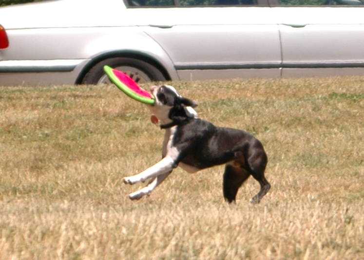 a black and white dog catching a frisbee in its mouth