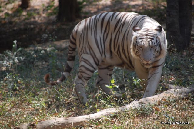 a white tiger standing next to some trees