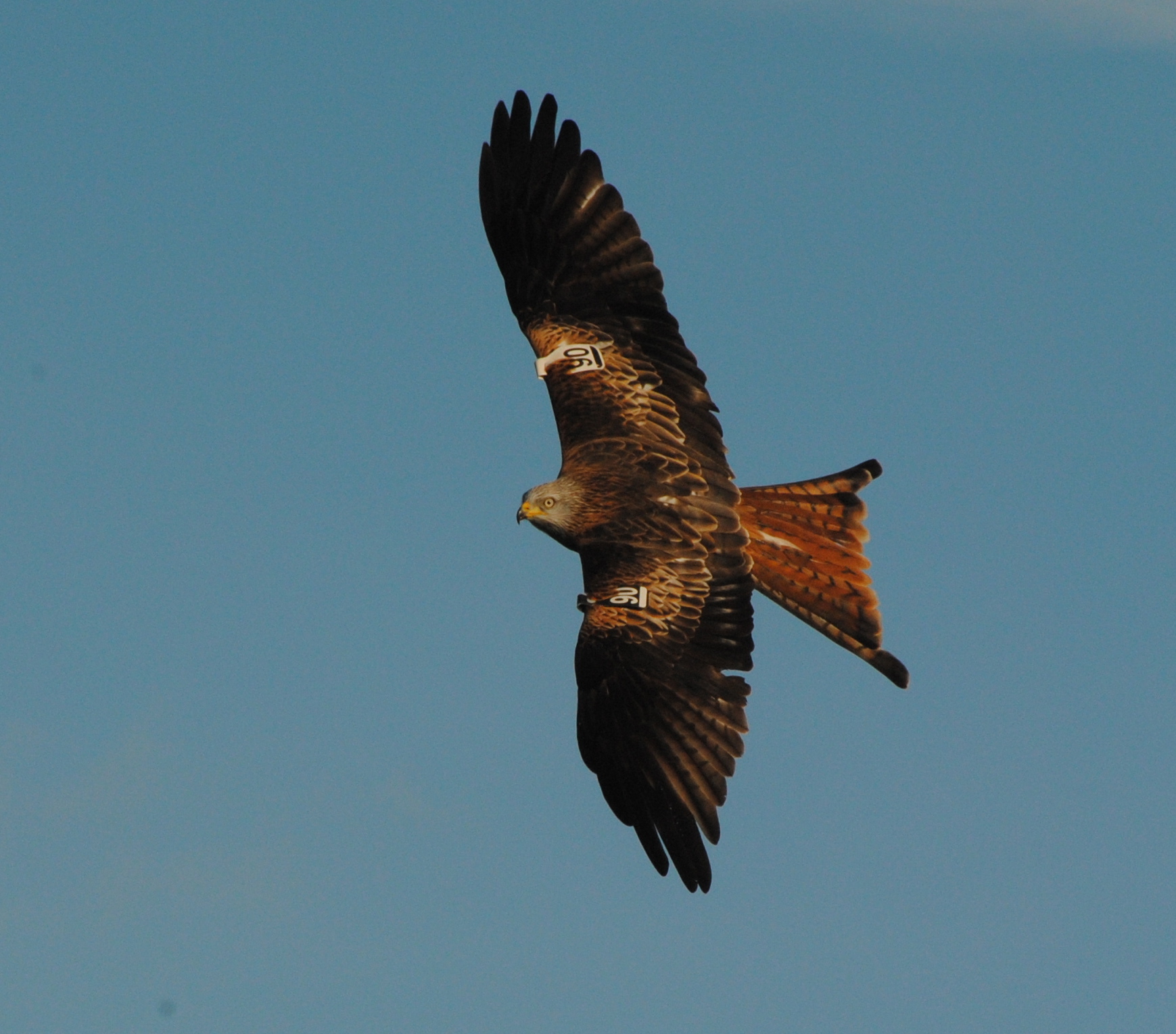 an image of a large bird flying high in the sky