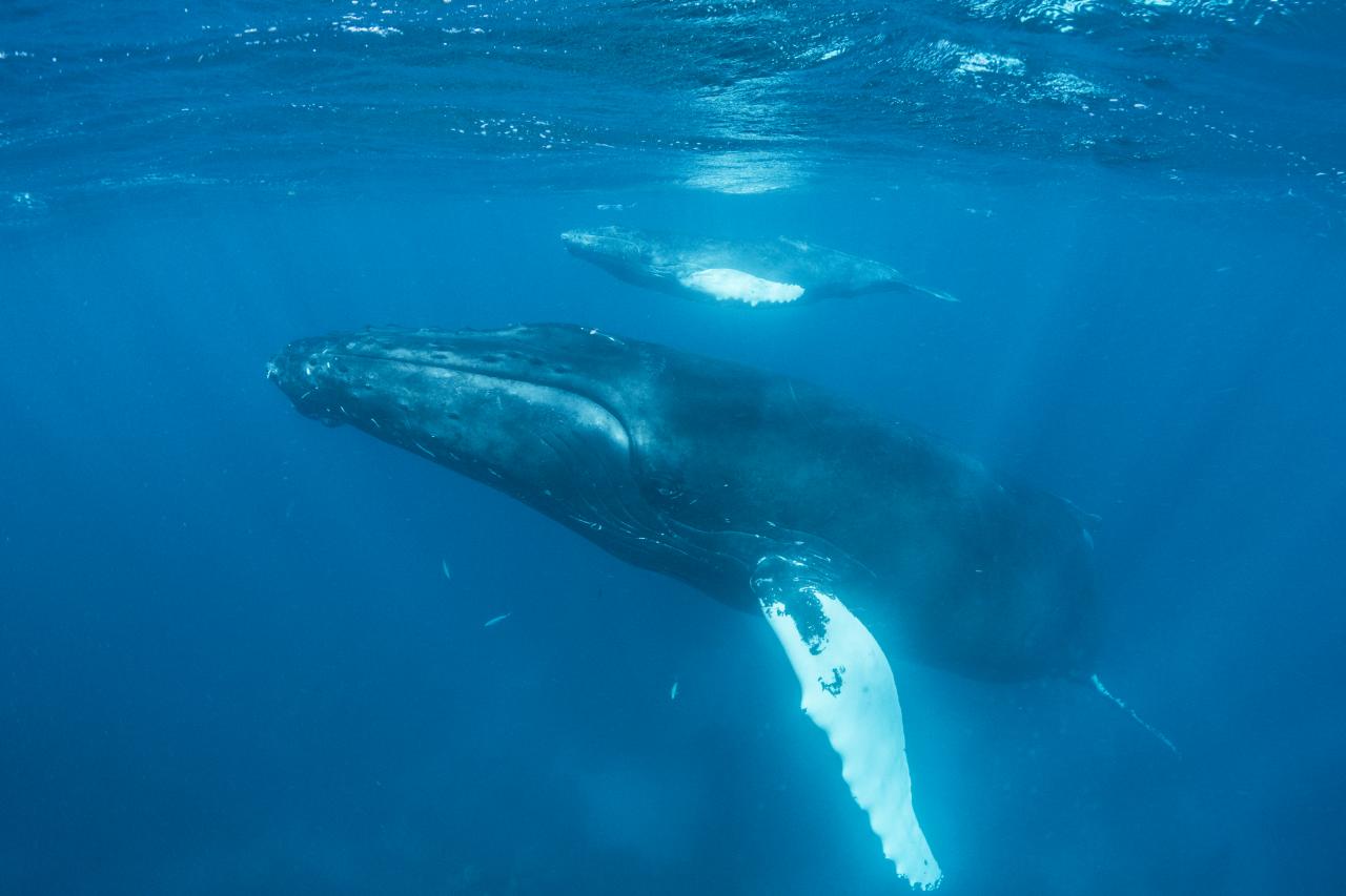 two humpback whales swim under the surface of the water