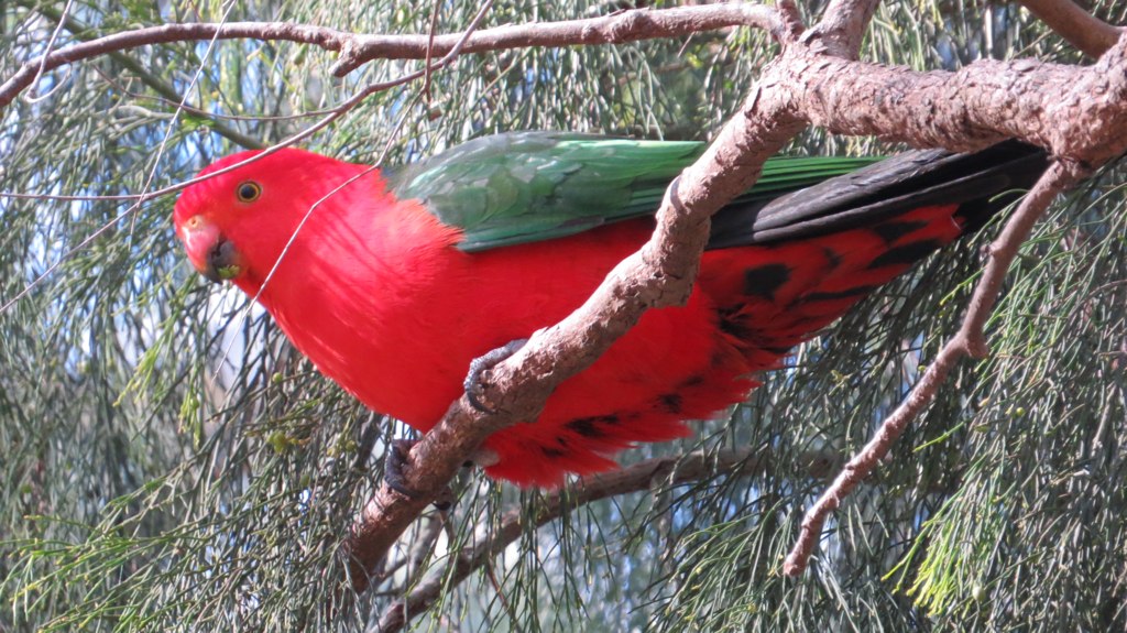 red bird sitting on the nch of tree next to water