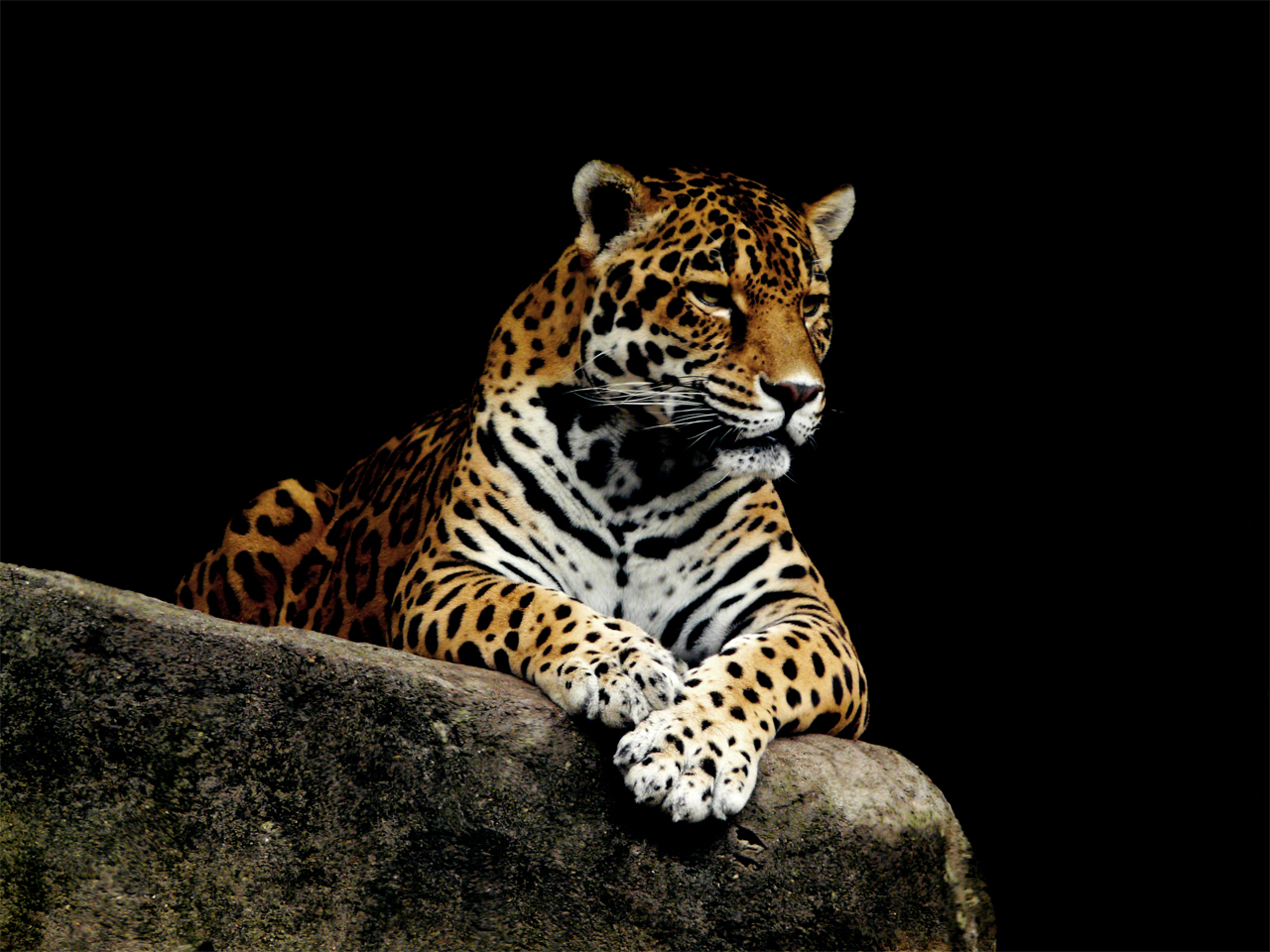 a leopard resting on a big rock in front of some darkness