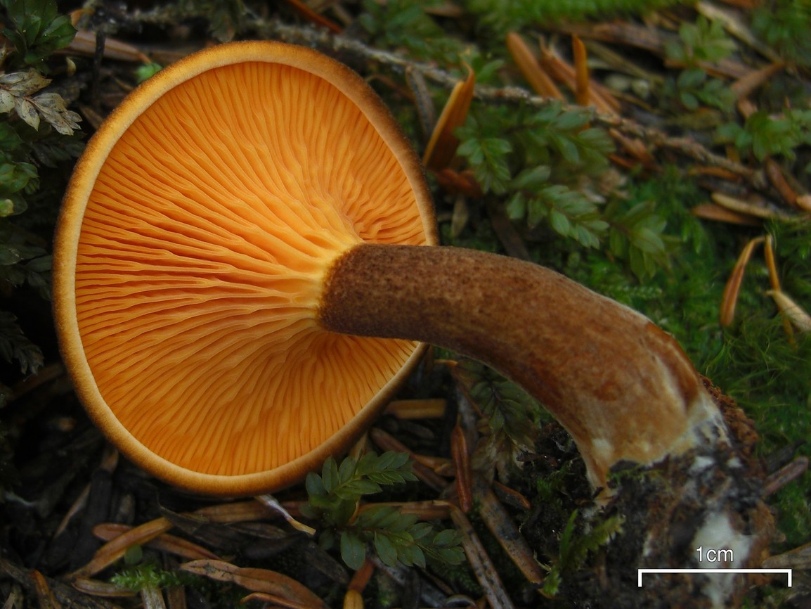 a mushroom with orange cap and long stem growing out of mossy ground