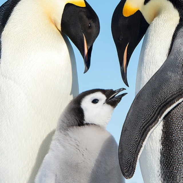 two penguins stand next to each other looking into one another's eyes