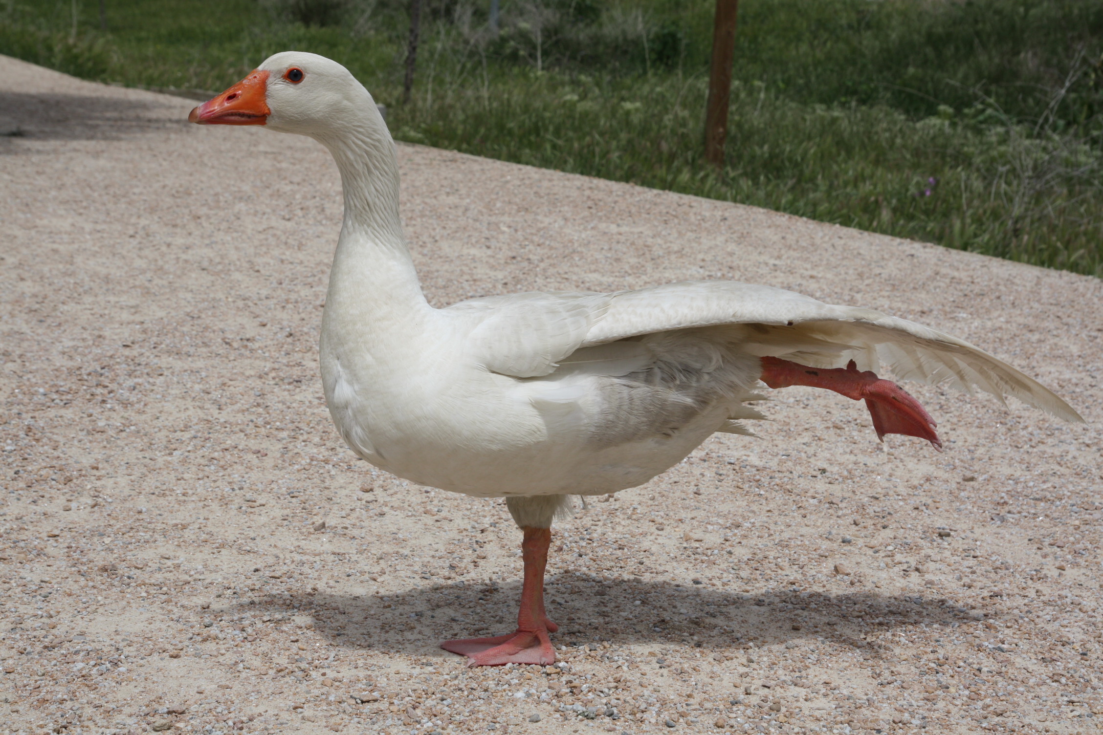 a white goose with orange beak standing on gravel