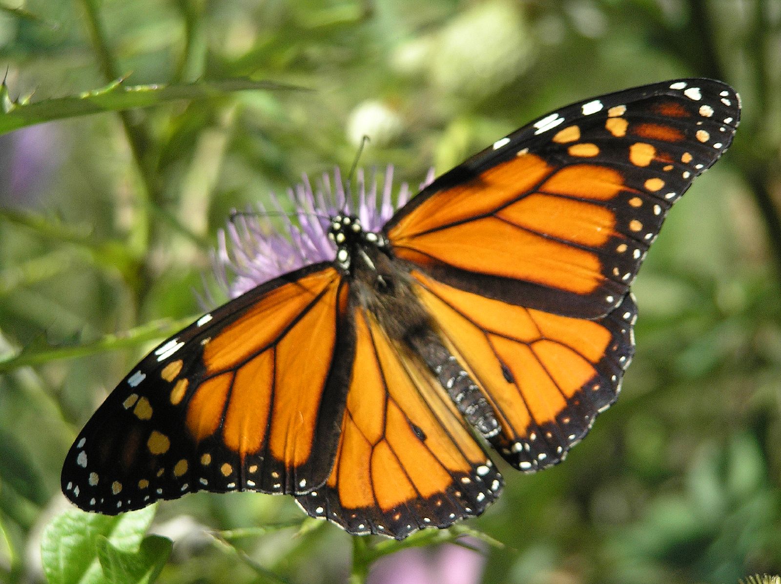 a erfly that is sitting on some flowers