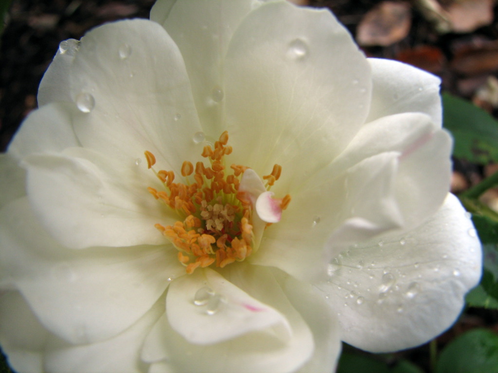 a white flower with a dew droplet on the petals