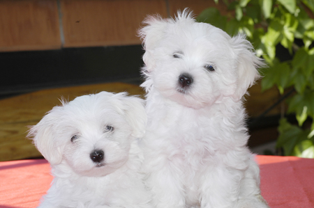 two white dogs that are sitting on a table
