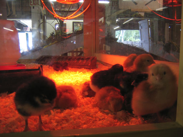 an orange neon filled room with several different kinds of chickens