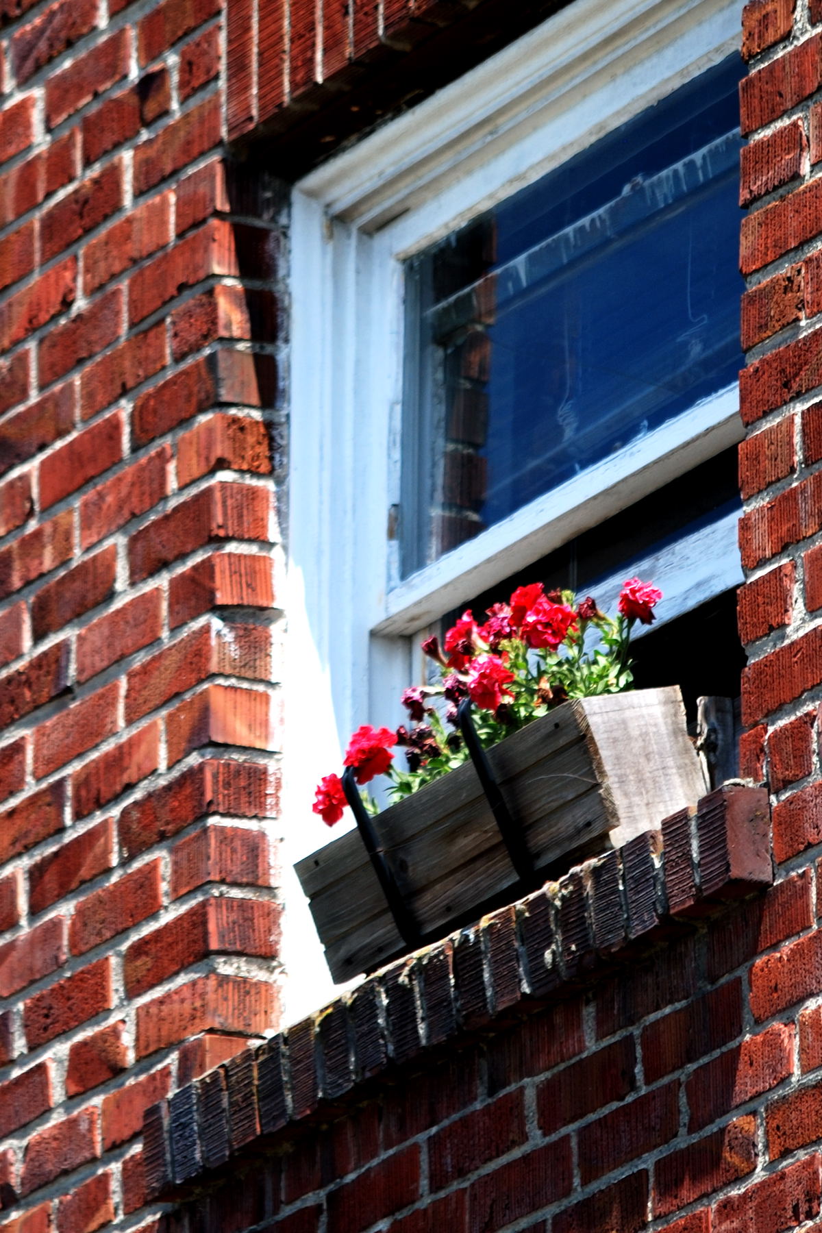 some red flowers are in a box in a window