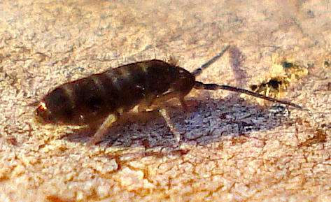 a close - up of a brown insect crawling on a piece of cloth