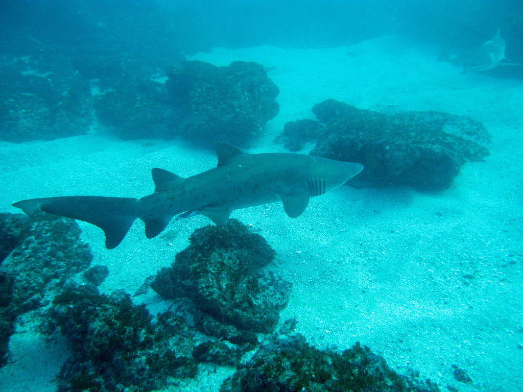 a grey reef shark swims around a reef