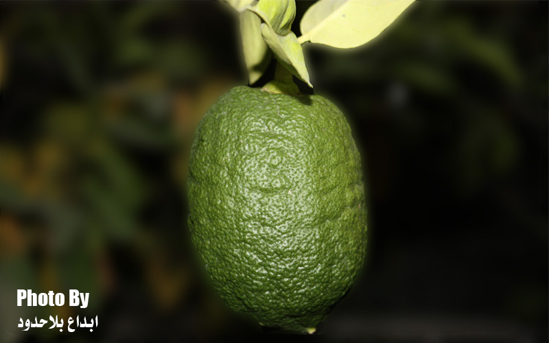 an unripe lime hangs from a nch