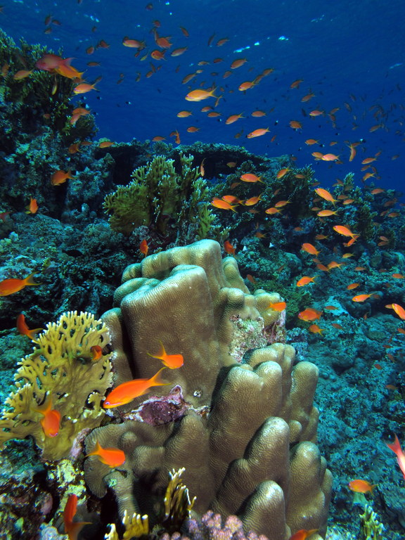 fish swimming near a coral reef on a sunny day