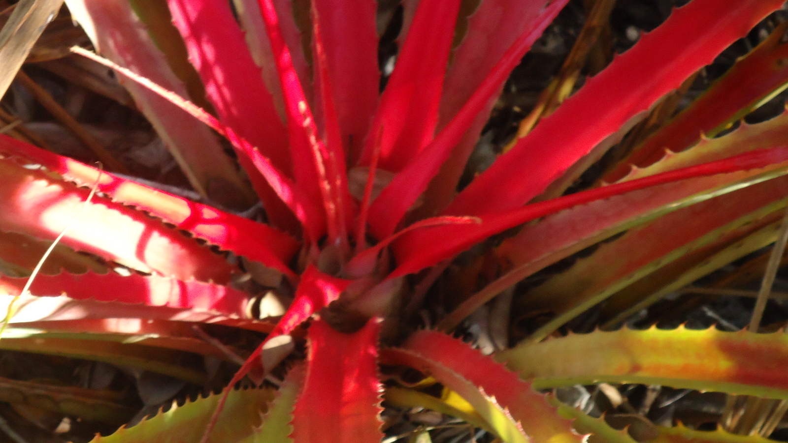 a close up s of the center leaf on a plant