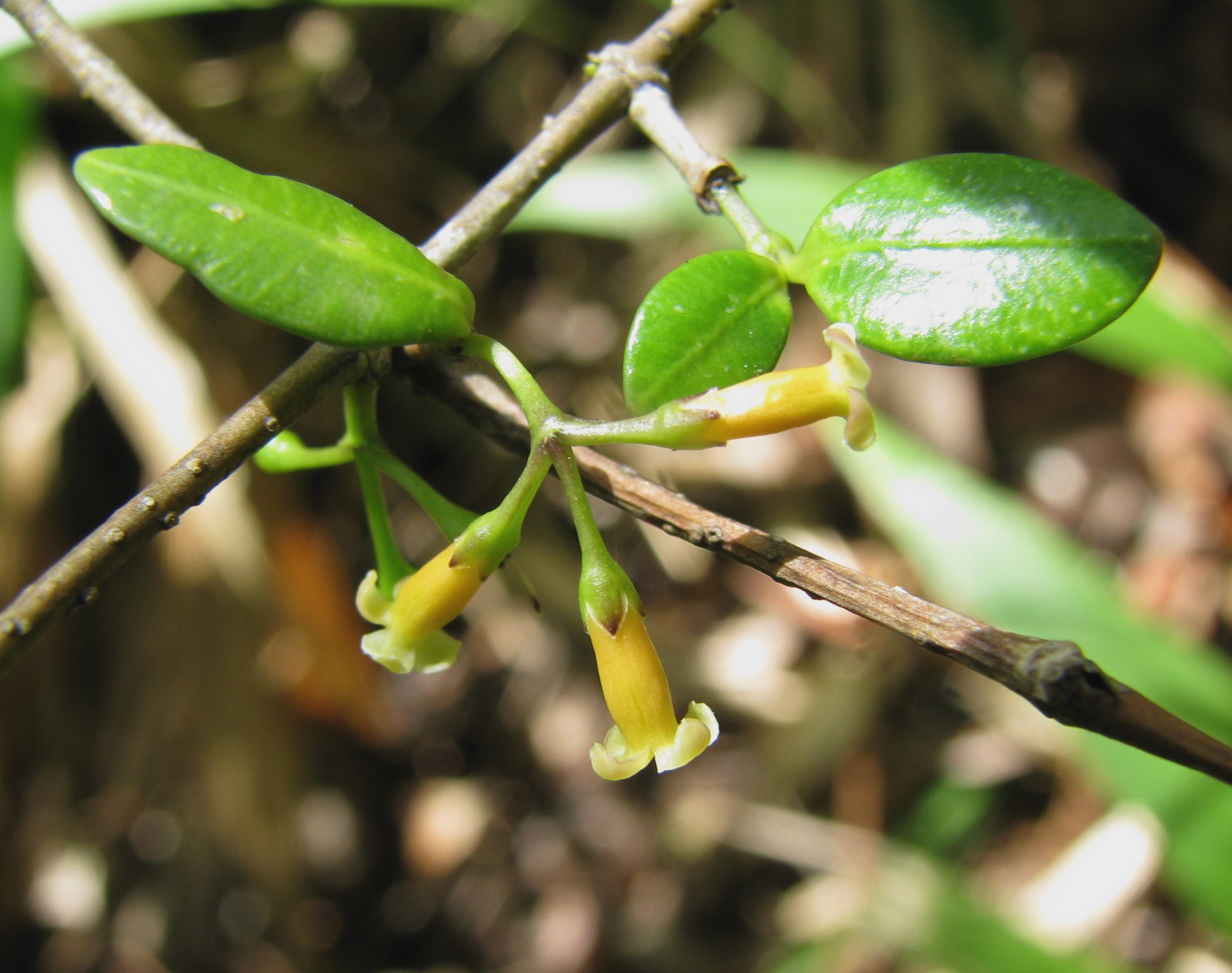 buds and flower buds on a tree nch