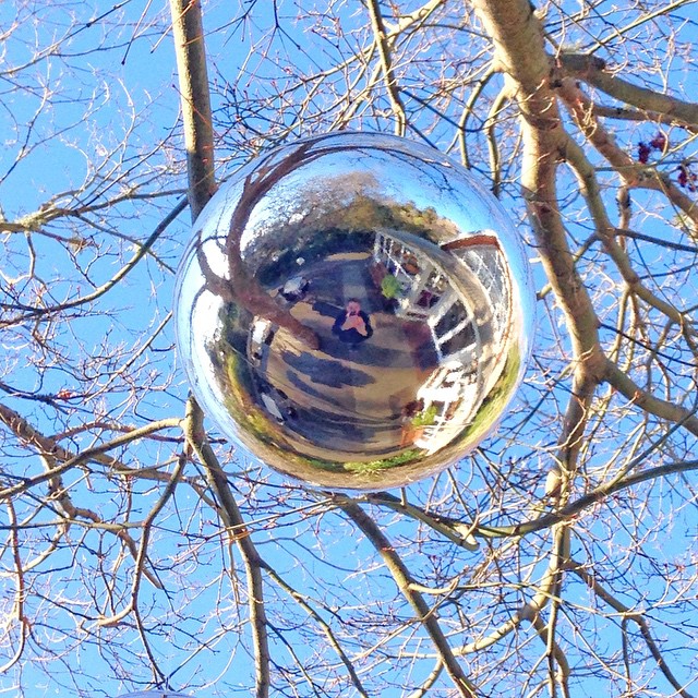 a view looking up into the tree in a ball