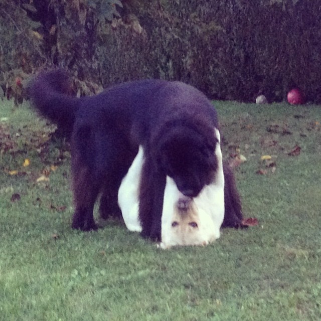 a black and white dog playing in the grass