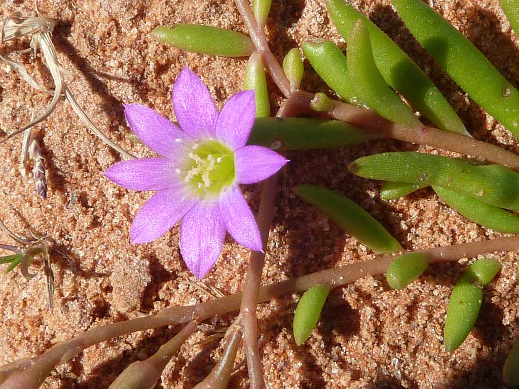 small flower that is standing on a beach