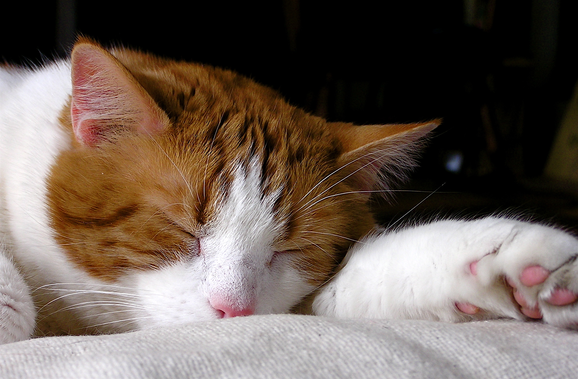 the orange and white cat is sleeping on a comforter