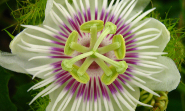 a white flower with purple tips in it