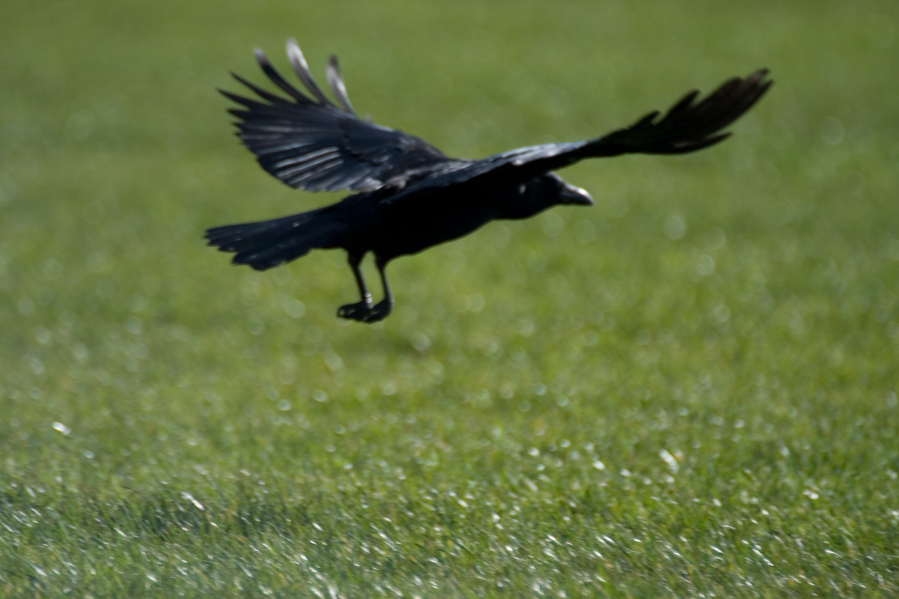 a large bird is flying through the grass