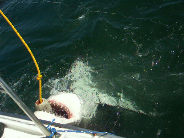 a white shark on the back of a boat with yellow ropes