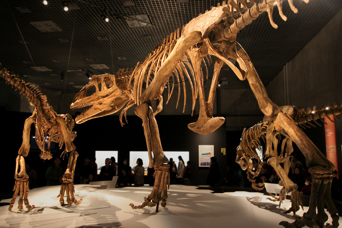 a museum display with dinosaur skeletons standing on display