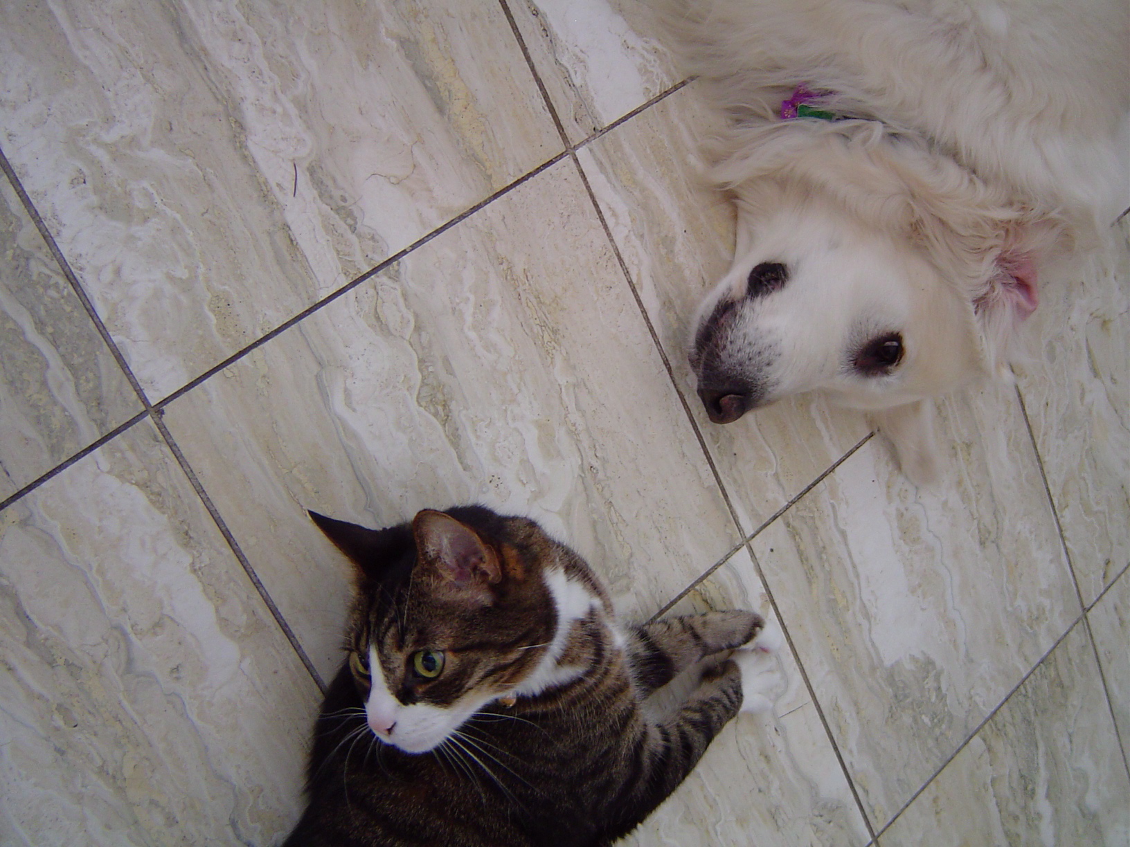 a cat laying on the floor next to a dog