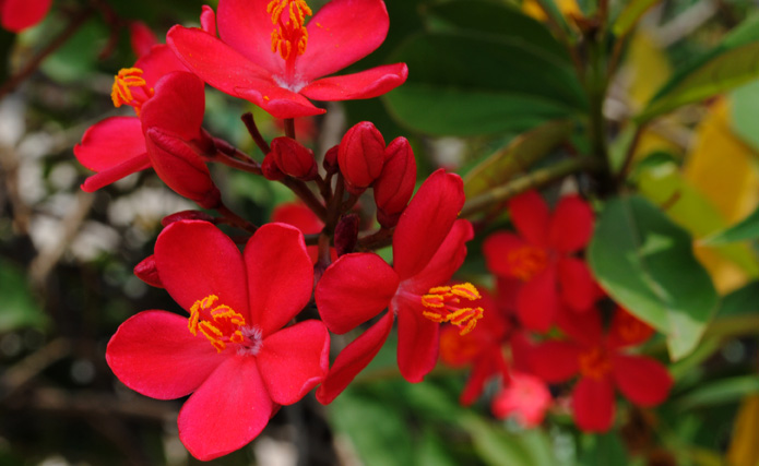 several red flowers growing outside of green leaves