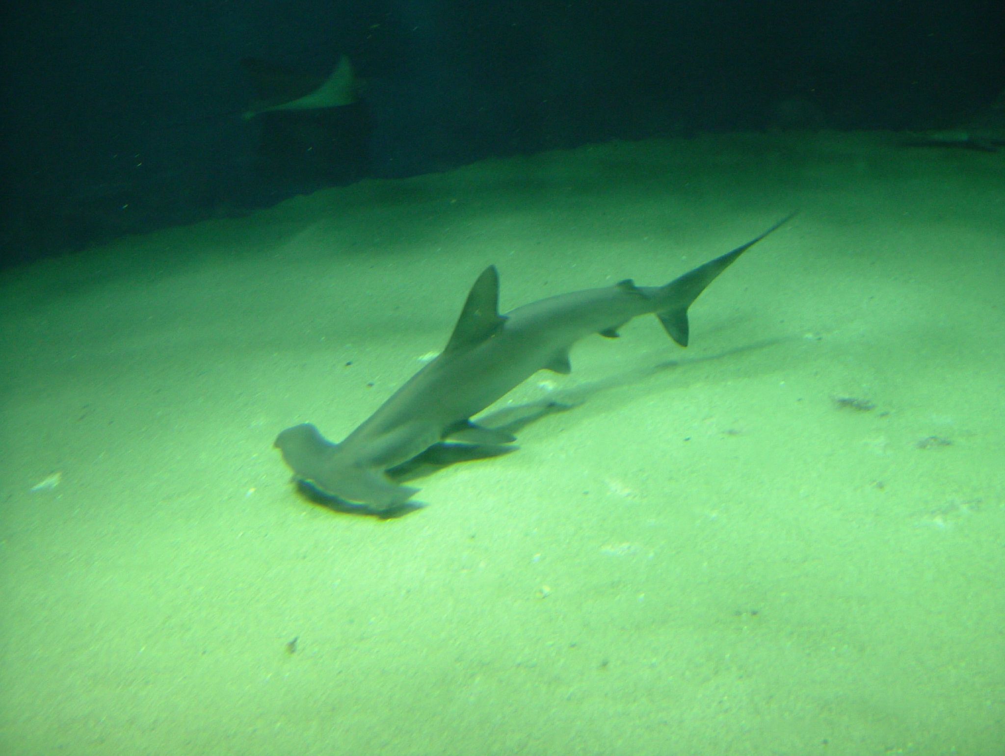 a black - tip shark swimming in water off a sand floor